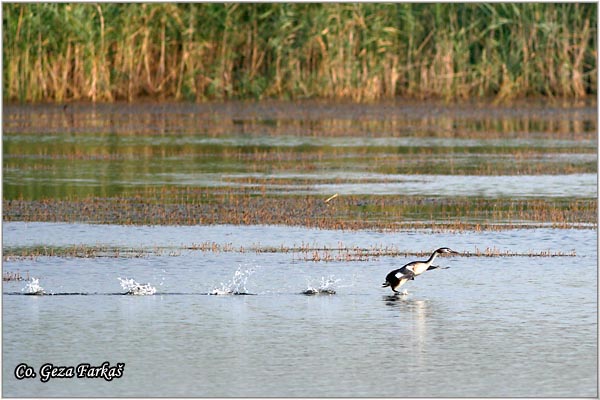 12_great_crested_grebe.jpg - Great Crested Grebe,  Podiceps cristatus, Cubasti gnjurac, Mesto - Location: Temerin, Serbia