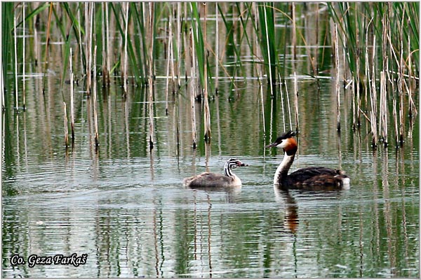 13_great_crested_grebe.jpg - Great Crested Grebe,  Podiceps cristatus, Cubasti gnjurac, Mesto - Location: Temerin, Serbia