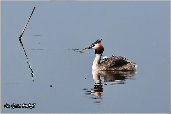 14_great_crested_grebe.jpg - Great Crested Grebe,  Podiceps cristatus, Cubasti gnjurac, Mesto - Location: Becej, Serbia