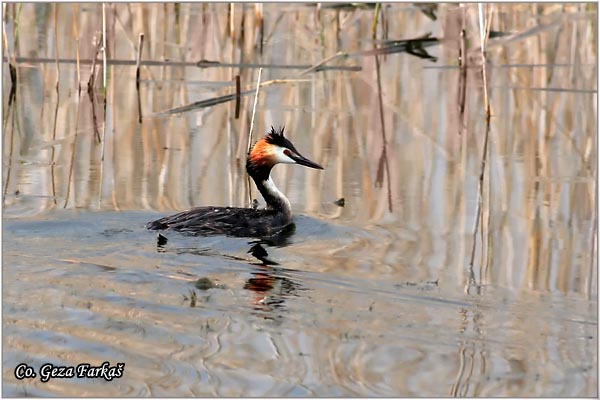 15_great_crested_grebe.jpg - Great Crested Grebe,  Podiceps cristatus, Cubasti gnjurac, Mesto - Location: Becej, Serbia