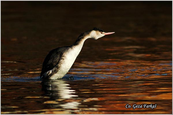 16_great_crested_grebe.jpg - Great Crested Grebe,  Podiceps cristatus, Cubasti gnjurac, Mesto - Location: Novi Sad, Serbia