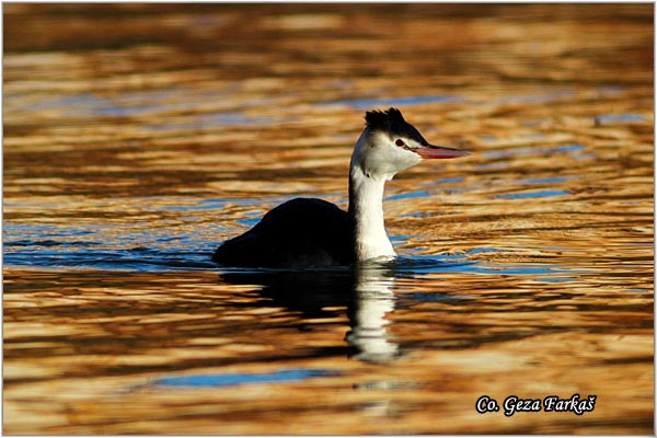 17_great_crested_grebe.jpg - Great Crested Grebe,  Podiceps cristatus, Cubasti gnjurac, Mesto - Location: Novi Sad, Serbia