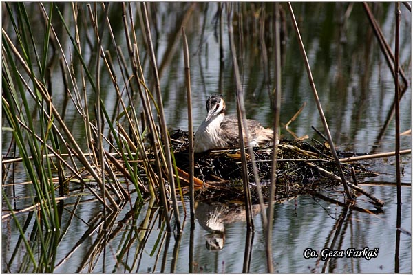 18_great_crested_grebe.jpg - Great Crested Grebe,  Podiceps cristatus,  Cubasti gnjurac, Mesto - Location: Temerin, Serbia