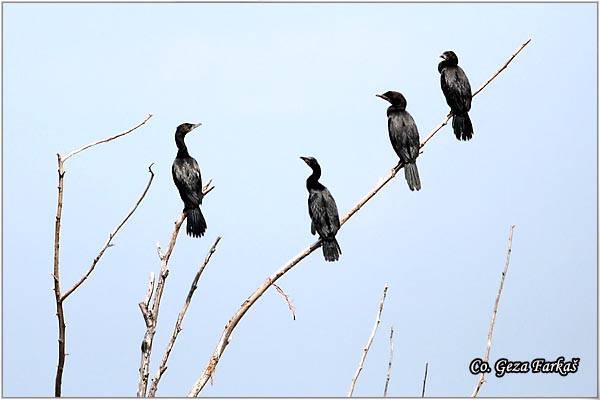 19_pygmy_cormorant.jpg - Pygmy Cormorant, Phalacrocorax pygmeus,  Mali kormoran, Mesto - Location: Becej, Serbia