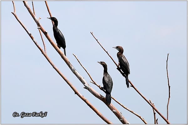 20_pygmy_cormorant.jpg - Pygmy Cormorant, Phalacrocorax pygmeus,  Mali kormoran, Mesto - Location: Becej, Serbia