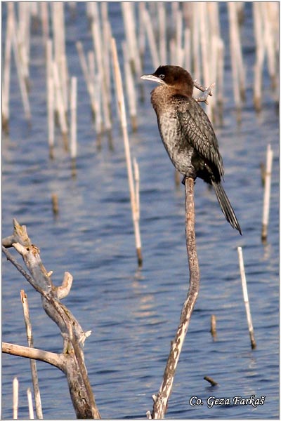 21_pygmy_cormorant.jpg - Pygmy Cormorant, Phalacrocorax pygmeus, Mali kormoran, Mesto - Location: Becej, Serbia