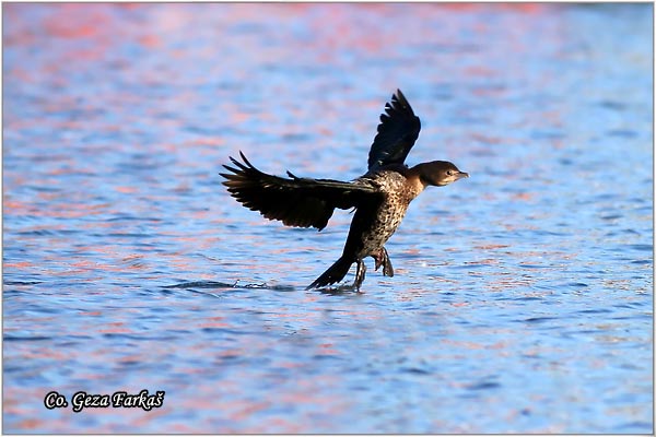 22_pygmy_cormorant.jpg - Pygmy Cormorant, Phalacrocorax pygmeus,  Mali kormoran, Mesto - Location: Novi Sad, Serbia