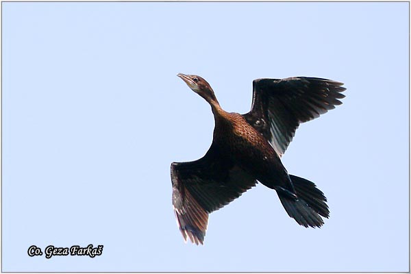 23_pygmy_cormorant.jpg - Pygmy Cormorant, Phalacrocorax pygmeus, Mali kormoran, Location - mesto: Novi Sad, Serbia