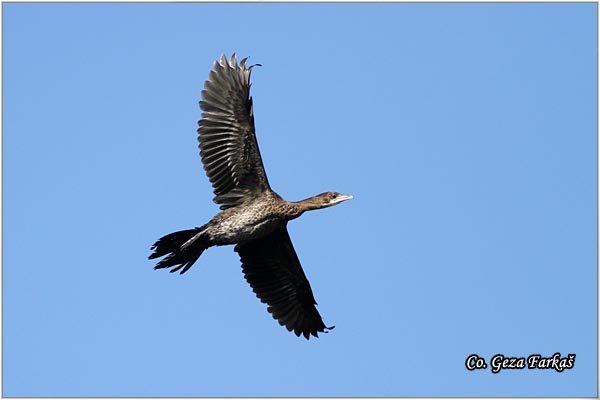 24_pygmy_cormorant.jpg - Pygmy Cormorant, Phalacrocorax pygmeus, Mali kormoran, Mesto - Location: Novi Sad, Serbia