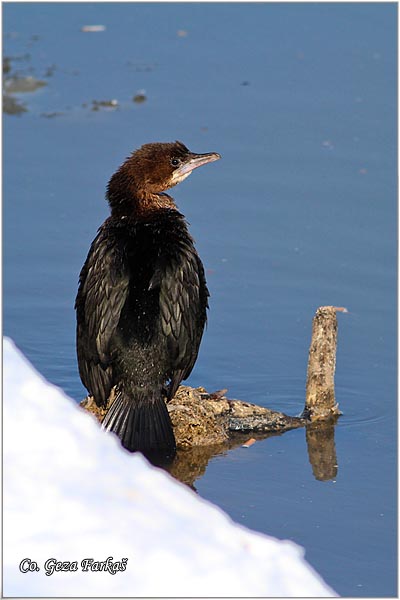 25_pygmy_cormorant.jpg - Pygmy Cormorant, Phalacrocorax pygmeus, Mali kormoran, Mesto - Location: Novi Sad, Serbia