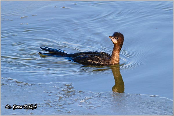 26_pygmy_cormorant.jpg - Pygmy Cormorant, Phalacrocorax pygmeus, Mali kormoran, Mesto - Location: Novi Sad, Serbia