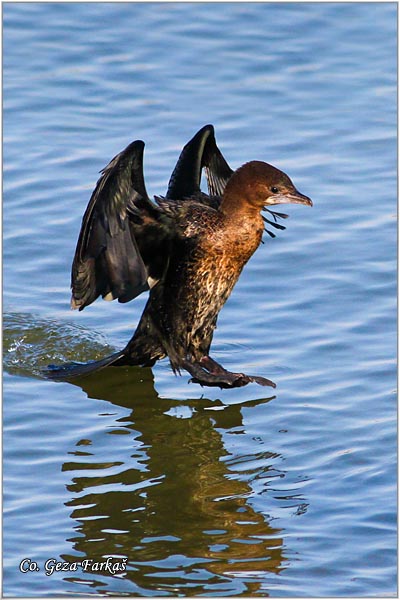 27_pygmy_cormorant.jpg - Pygmy Cormorant, Phalacrocorax pygmeus, Mali kormoran, Mesto - Location: Novi Sad, Serbia