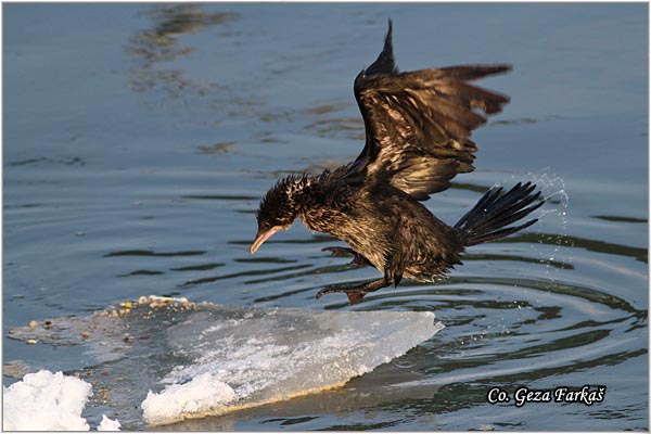 29_pygmy_cormorant.jpg - Pygmy Cormorant, Phalacrocorax pygmeus, Mali kormoran, Mesto - Location: Novi Sad, Serbia