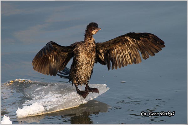 31_pygmy_cormorant.jpg - Pygmy Cormorant, Phalacrocorax pygmeus, Mali kormoran, Mesto - Location: Novi Sad, Serbia