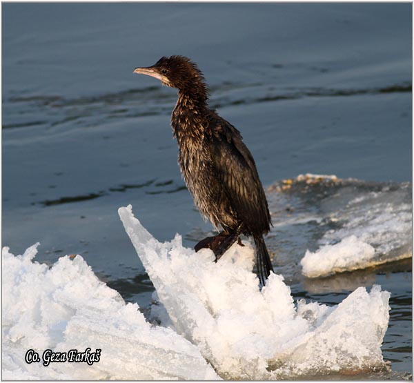 32_pygmy_cormorant.jpg - Pygmy Cormorant, Phalacrocorax pygmeus, Mali kormoran, Mesto - Location: Novi Sad, Serbia