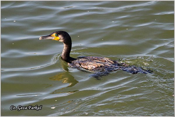 33_cormorant.jpg - Cormorant, Phalacrocorax carbo, Veliki kormoran, Mesto - Location: Novi Sad, Serbia