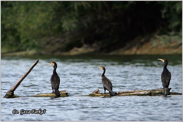 34_cormorant.jpg - Cormorant, Phalacrocorax carbo, Veliki kormoran, Mesto - Location: Futog, Serbia