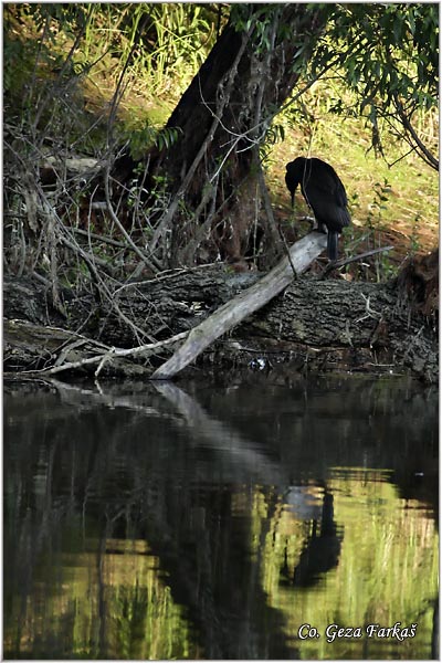 36_cormorant.jpg - Cormorant, Phalacrocorax carbo, Veliki kormoran, Mesto - Location: Novi Sad, Serbia