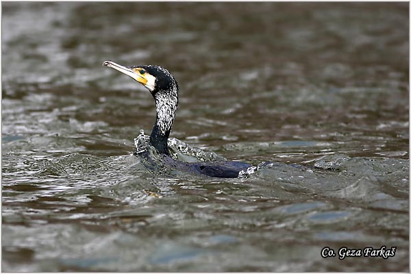 37_cormorant.jpg - Cormorant, Phalacrocorax carbo, Veliki kormoran, Mesto - Location: Futog, Serbia