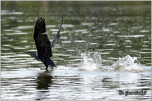 38_cormorant.jpg - Cormorant, Phalacrocorax carbo,  Veliki kormoran, Mesto - Location: Futog, Serbia