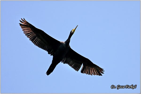 39_cormorant.jpg - Cormorant, Phalacrocorax carbo, Veliki kormoran, Mesto - Location: Futog, Serbia