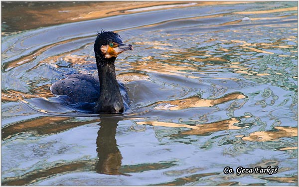 40_cormorant.jpg - Cormorant, Phalacrocorax carbo, Veliki kormoran, Mesto - Location: Novi Sad, Serbia