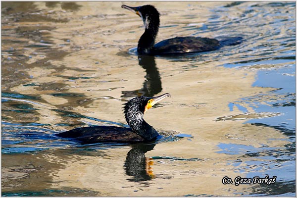 41_cormorant.jpg - Cormorant, Phalacrocorax carbo, Veliki kormoran, Mesto - Location: Novi Sad, Serbia