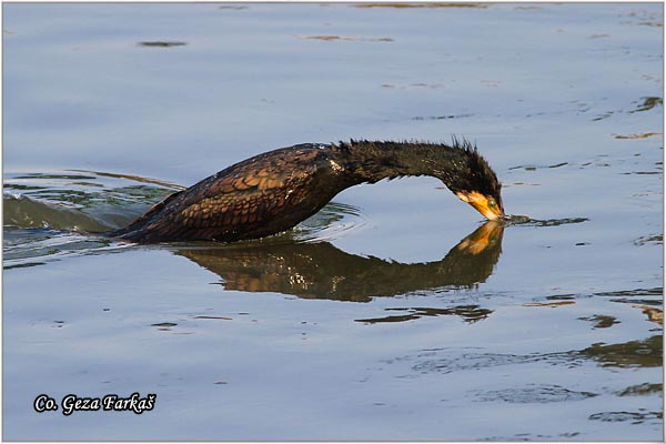 42_cormorant.jpg - Cormorant, Phalacrocorax carbo, Veliki kormoran, Mesto - Location: Novi Sad, Serbia