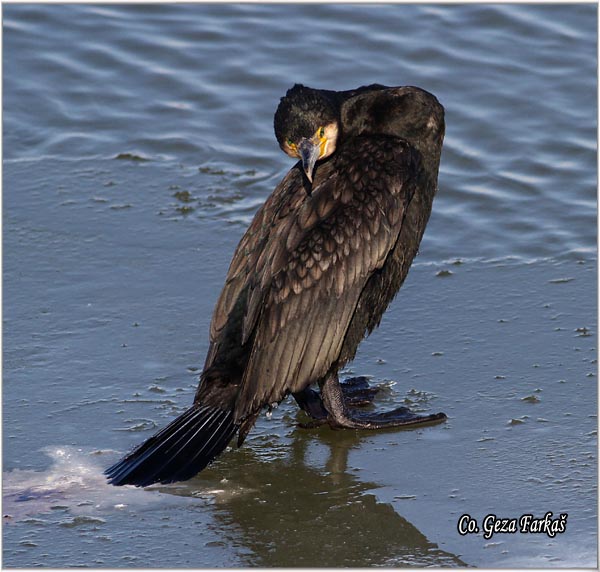 43_cormorant.jpg - Cormorant, Phalacrocorax carbo, Veliki kormoran, Mesto - Location: Novi Sad, Serbia