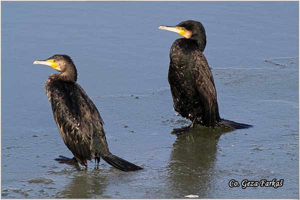 44_cormorant.jpg - Cormorant, Phalacrocorax carbo, Veliki kormoran, Mesto - Location: Novi Sad, Serbia