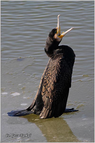 45_cormorant.jpg - Cormorant, Phalacrocorax carbo, Veliki kormoran, Mesto - Location: Novi Sad, Serbia