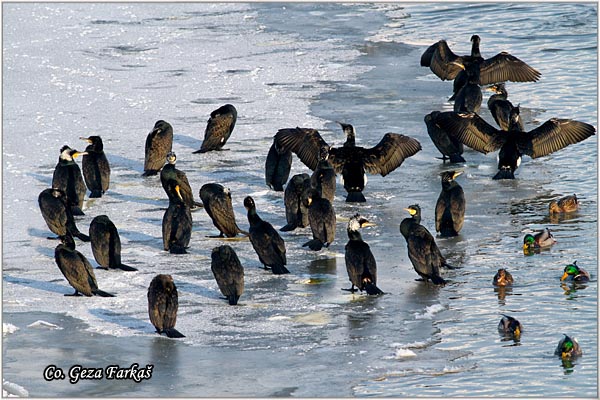 46_cormorant.jpg - Cormorant, Phalacrocorax carbo, Veliki kormoran, Mesto - Location: Novi Sad, Serbia