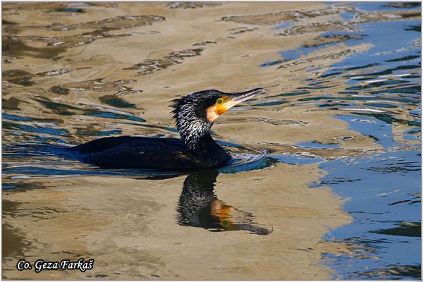 47_cormorant.jpg - Cormorant, Phalacrocorax carbo, Veliki kormoran, Mesto - Location: Novi Sad, Serbia