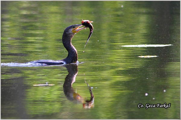 48_cormorant.jpg - Cormorant, Phalacrocorax carbo, Veliki kormoran, Mesto - Location: Backi Monotor, Serbia