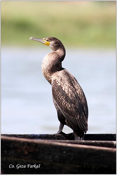 49_cormorant.jpg - Cormorant, Phalacrocorax carbo, Veliki kormoran, Mesto - Location: Koviljski rit, Serbia