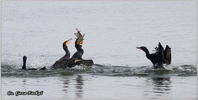 51_cormorant.jpg - Cormorant, Phalacrocorax carbo, Veliki kormoran, Mesto - Location: Novi Sad, Serbia