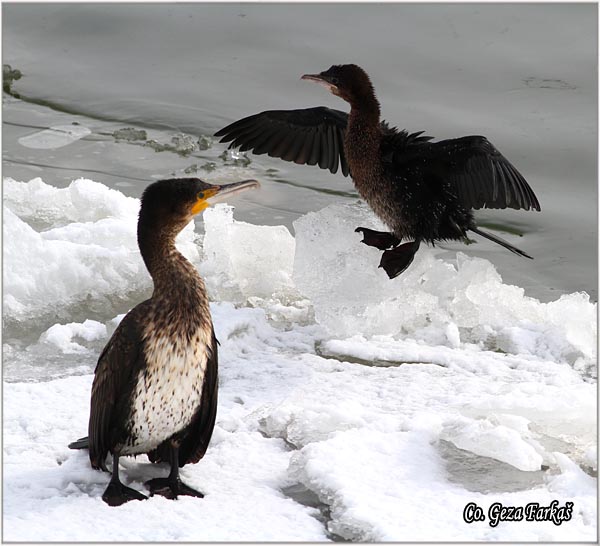 52_cormorant.jpg - Cormorant, Phalacrocorax carbo, Veliki kormoran, Mesto - Location: Novi Sad, Serbia