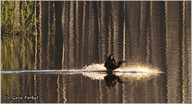 53_cormorant.jpg - Cormorant, Phalacrocorax carbo, Veliki kormoran, Mesto - Location: Koviljski rit, Serbia