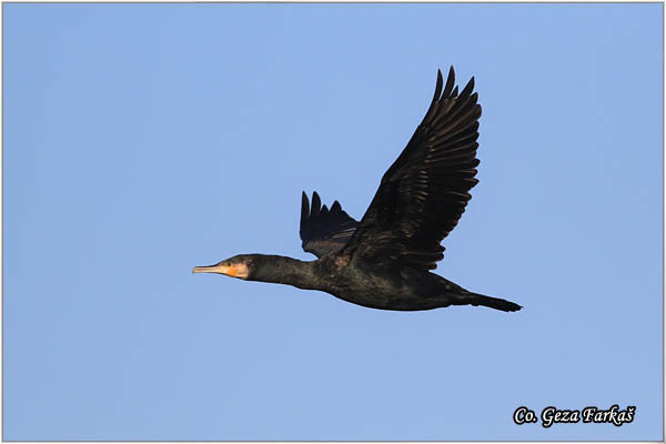 54_cormorant.jpg - Cormorant, Phalacrocorax carbo, Veliki kormoran, Mesto - Location: Novi Sad, Serbia