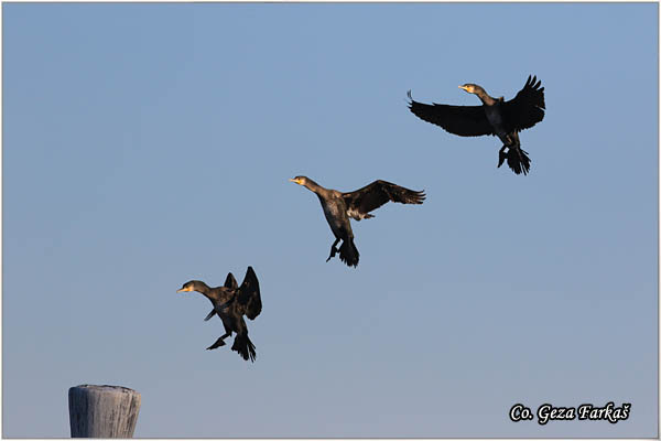 55_cormorant.jpg - Cormorant, Phalacrocorax carbo, Veliki kormoran, Mesto - Location: Novi Sad, Serbia