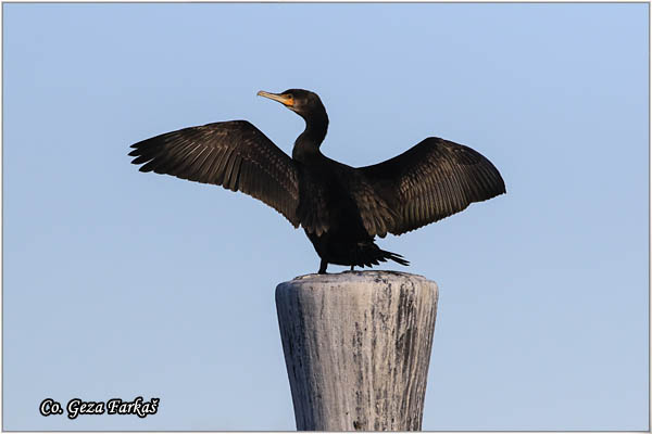 56_cormorant.jpg - Cormorant, Phalacrocorax carbo, Veliki kormoran, Mesto - Location: Novi Sad, Serbia