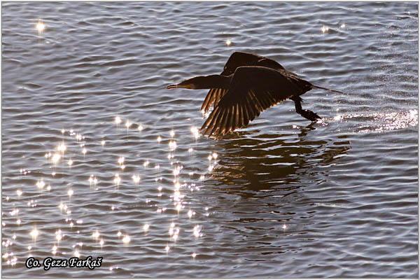 57_cormorant.jpg - Cormorant, Phalacrocorax carbo, Veliki kormoran, Mesto - Location: Novi Sad, Serbia