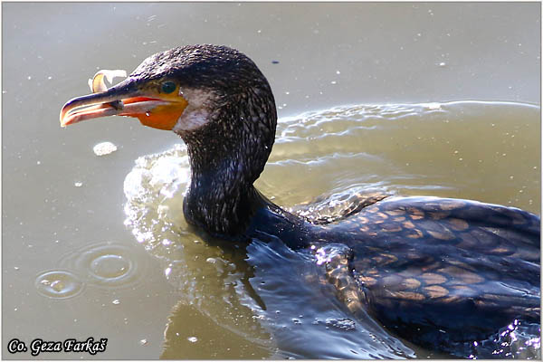 58_cormorant.jpg - Cormorant, Phalacrocorax carbo, Veliki kormoran, Mesto - Location: Koviljski rit, Serbia