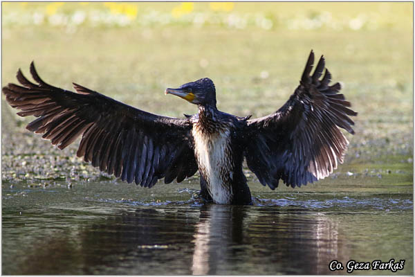 60_cormorant.jpg - Cormorant, Phalacrocorax carbo, Veliki kormoran, Mesto - Location: Koviljski rit, Serbia