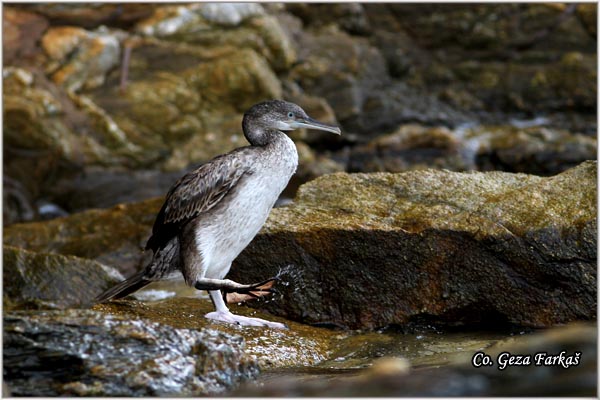 70_european_shag.jpg - European Shag, Phalacrocorax aristotelis, Morski kormoran, Mesto - Location: Skhiatos, Greece