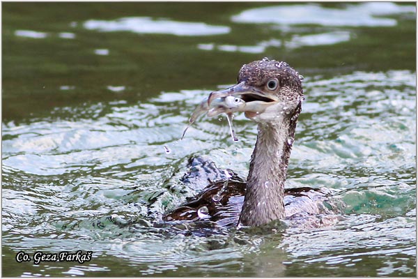 71_european_shag.jpg - European Shag, Phalacrocorax aristotelis, Morski kormoran, Mesto - Location: Skhiatos, Greece