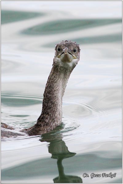 72_european_shag.jpg - European Shag, Phalacrocorax aristotelis, Morski kormoran, Mesto - Location: Skhiatos, Greece