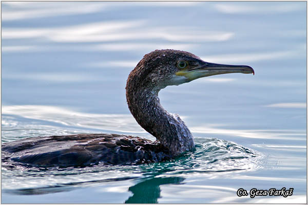 73_european_shag.jpg - European Shag, Phalacrocorax aristotelis, Morski kormoran, Mesto - Location: Skhiatos, Greece