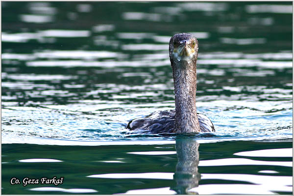 74_european_shag.jpg - European Shag, Phalacrocorax aristotelis, Morski kormoran, Mesto - Location: Skhiatos, Greece