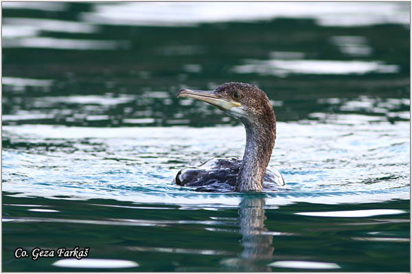 75_european_shag.jpg - European Shag, Phalacrocorax aristotelis, Morski kormoran, Mesto - Location: Skhiatos, Greece